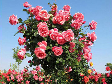 月季育種家：法國Petales de Roses月季園