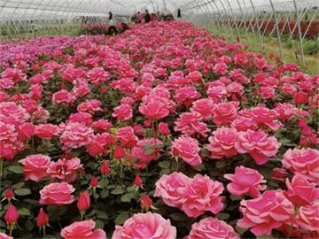 月季文化：花中皇后，愛(ài)的使者