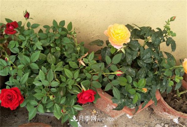月季開(kāi)花多與少，全看秋冬會(huì )不會(huì )養，2個(gè)工作要做好(圖1)