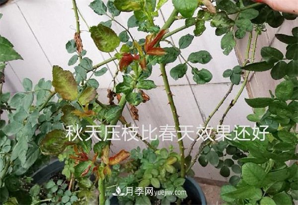 月季開(kāi)花多與少，全看秋冬會(huì )不會(huì )養，2個(gè)工作要做好(圖2)