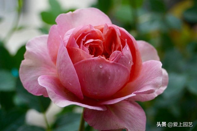 推薦3個(gè)優(yōu)秀的冷門(mén)月季品種，也許還在誰(shuí)的花園里爭美(圖1)