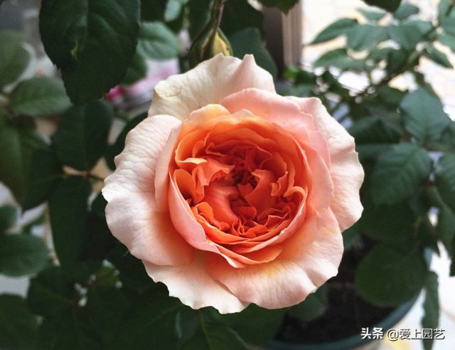 推薦3個(gè)優(yōu)秀的冷門(mén)月季品種，也許還在誰(shuí)的花園里爭美(圖2)