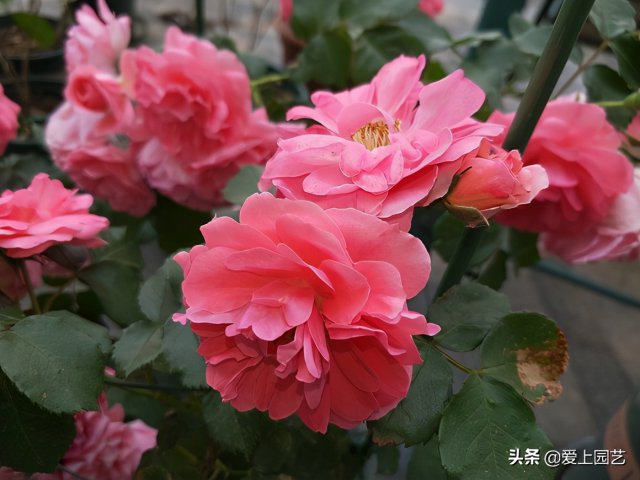 推薦3個(gè)優(yōu)秀的冷門(mén)月季品種，也許還在誰(shuí)的花園里爭美(圖3)