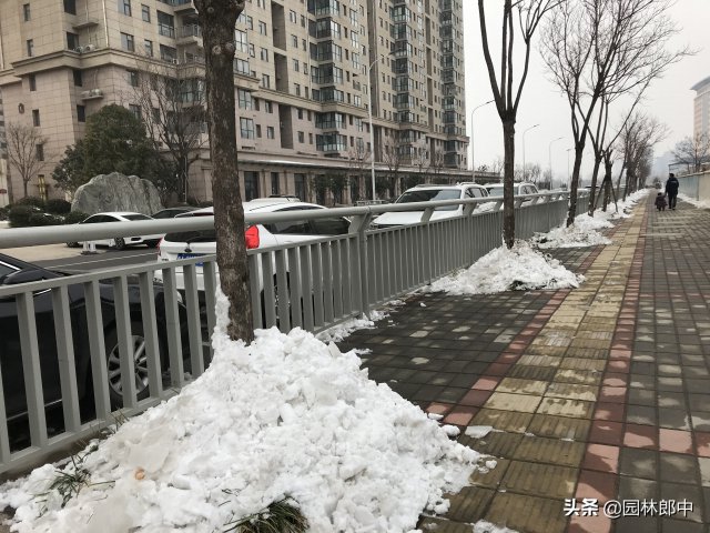 12月份園林養護尾聲，如何做才能讓苗木來(lái)年長(cháng)得好(圖3)