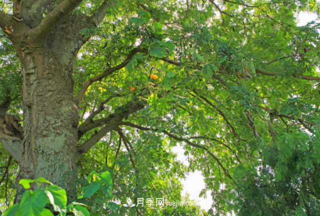 十大推介樹(shù)種出爐，或是2020年***后一波苗木商機(圖2)