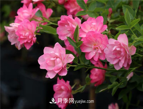 新手推薦3款月季品種，四季花開(kāi)不斷越養越上癮(圖2)