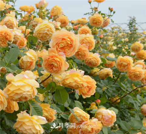 新手推薦3款月季品種，四季花開(kāi)不斷越養越上癮(圖1)