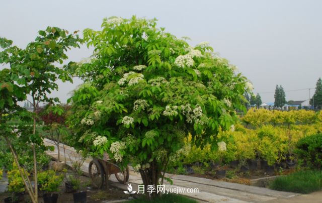 市場(chǎng)前景大好的6種忍冬科植物，你家苗圃有嗎？(圖5)