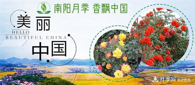 中國南陽(yáng)特產(chǎn)：石橋月季(圖2)