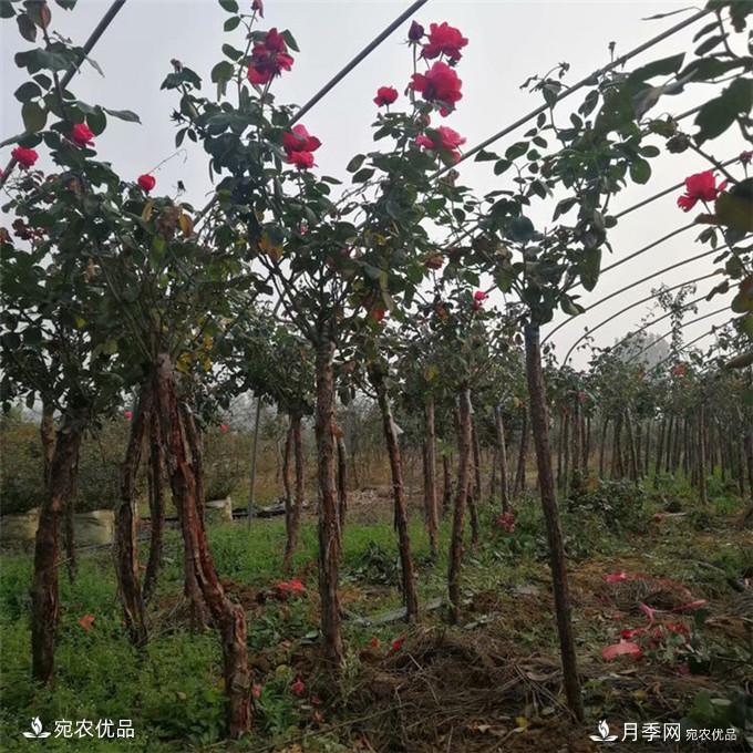 南陽(yáng)精品月季樹(shù)批發(fā)，1-5公分樹(shù)狀月季基地直銷(xiāo)(圖2)