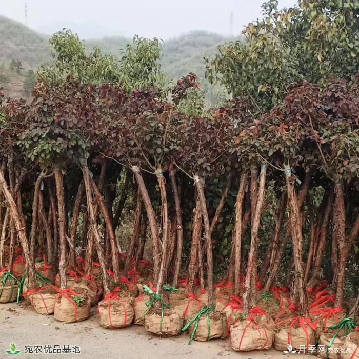 4公分月季樹(shù)批發(fā)，樹(shù)狀月季基地直銷(xiāo)2020年新報價(jià)(圖2)