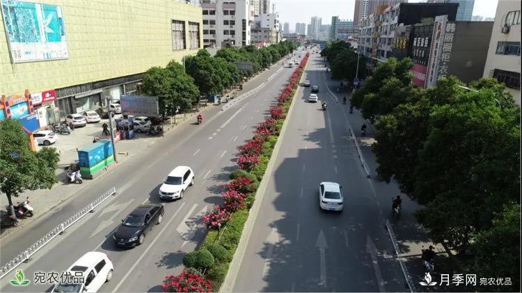 月季之鄉美不勝收！南陽(yáng)月季景觀(guān)路觀(guān)賞指南，請收好！(圖6)