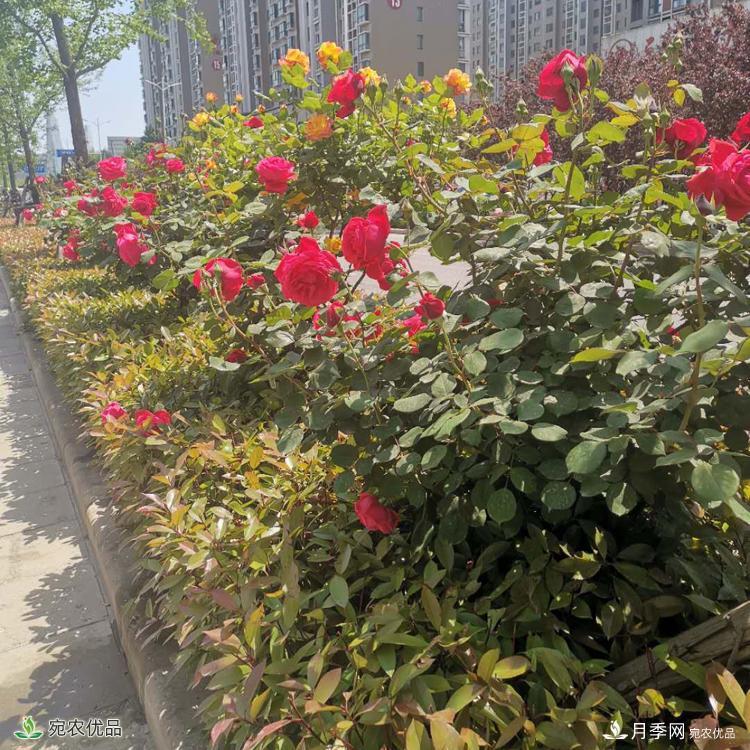 南陽(yáng)月季樹(shù)基地_南陽(yáng)月季_樹(shù)狀月季批發(fā)和價(jià)格(圖3)