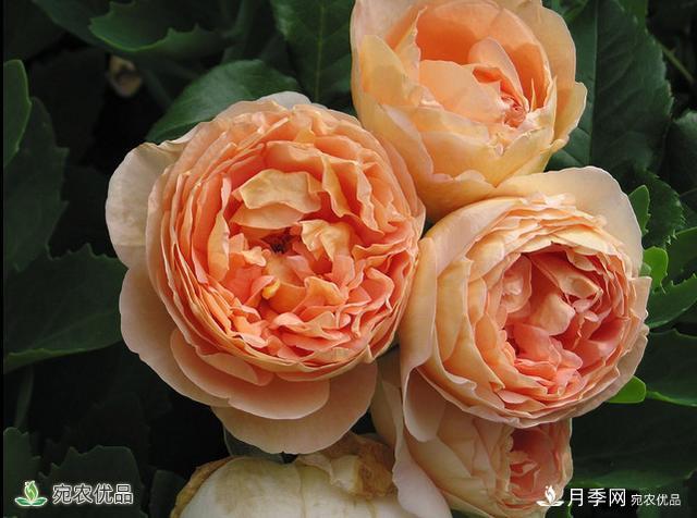 什么月季品種，有果香味濃郁的品種？(圖1)