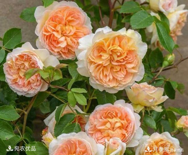 月季花啥品種好看？9大驚艷花友的月季品種，值得養(圖1)