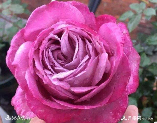 月季花啥品種好看？9大驚艷花友的月季品種，值得養(圖3)