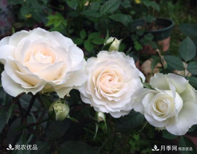 月季花啥品種好看？9大驚艷花友的月季品種，值得養(圖2)