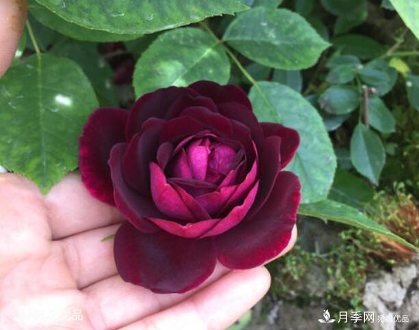 月季花啥品種好看？9大驚艷花友的月季品種，值得養(圖4)