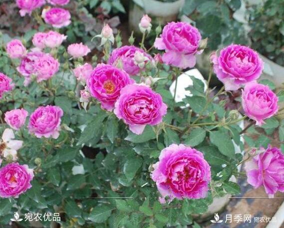 月季花啥品種好看？9大驚艷花友的月季品種，值得養(圖8)