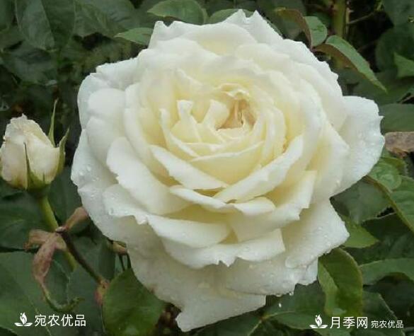 月季花啥品種好看？9大驚艷花友的月季品種，值得養(圖7)