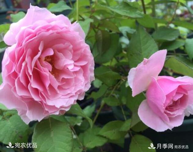 月季花啥品種好看？9大驚艷花友的月季品種，值得養(圖6)