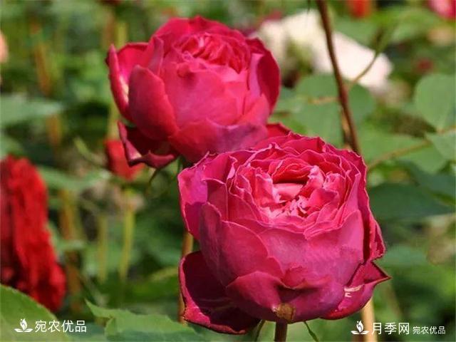 熱門(mén)50種月季花品種展示，每一種養法還不一樣快來(lái)看看！(圖6)