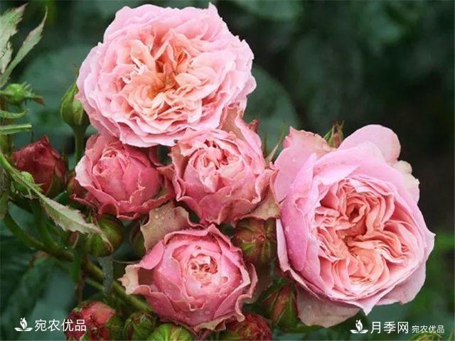 熱門(mén)50種月季花品種展示，每一種養法還不一樣快來(lái)看看！(圖8)
