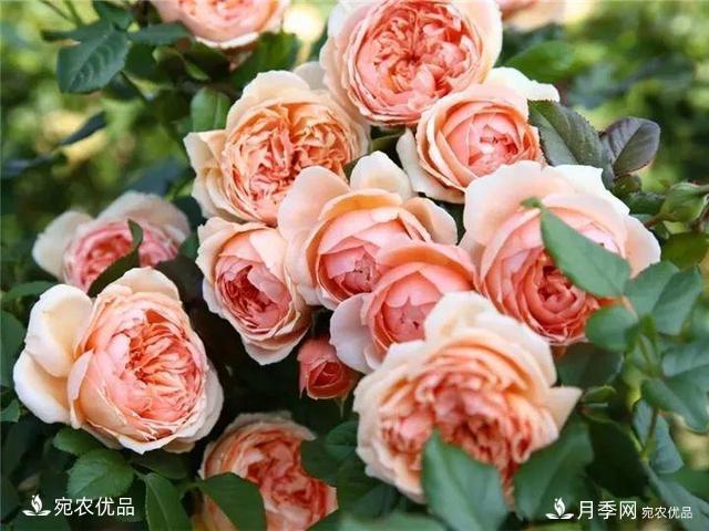 熱門(mén)50種月季花品種展示，每一種養法還不一樣快來(lái)看看！(圖7)