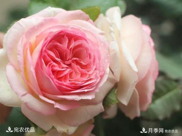 熱門(mén)50種月季花品種展示，每一種養法還不一樣快來(lái)看看！(圖3)