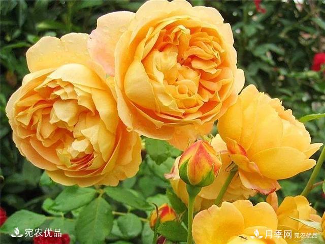 熱門(mén)50種月季花品種展示，每一種養法還不一樣快來(lái)看看！(圖4)