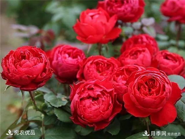 熱門(mén)50種月季花品種展示，每一種養法還不一樣快來(lái)看看！(圖23)
