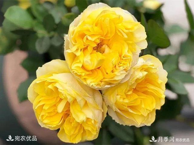 熱門(mén)50種月季花品種展示，每一種養法還不一樣快來(lái)看看！(圖18)