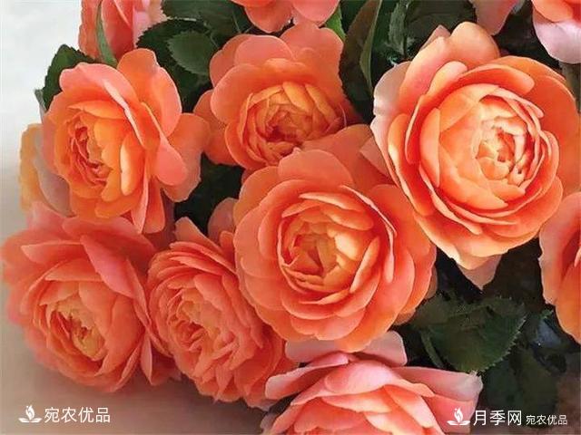 熱門(mén)50種月季花品種展示，每一種養法還不一樣快來(lái)看看！(圖10)