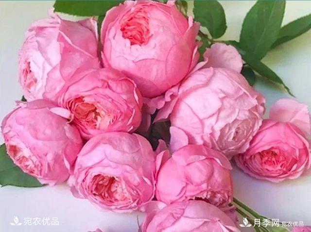 熱門(mén)50種月季花品種展示，每一種養法還不一樣快來(lái)看看！(圖22)