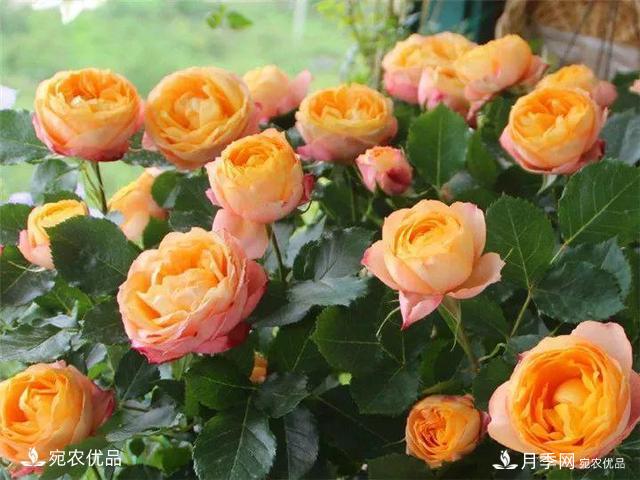 熱門(mén)50種月季花品種展示，每一種養法還不一樣快來(lái)看看！(圖11)