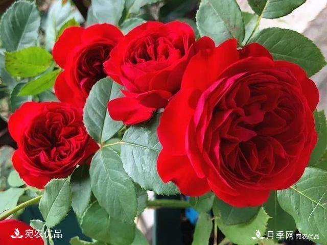 熱門(mén)50種月季花品種展示，每一種養法還不一樣快來(lái)看看！(圖15)