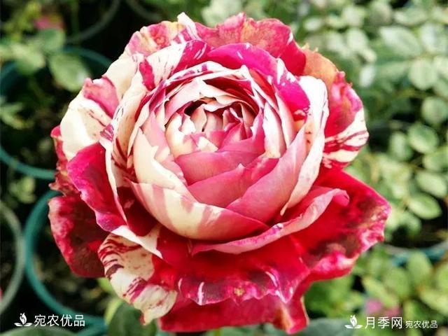 熱門(mén)50種月季花品種展示，每一種養法還不一樣快來(lái)看看！(圖14)