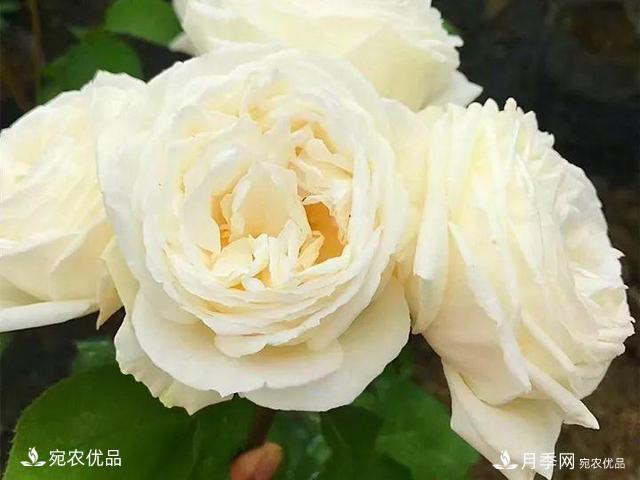 熱門(mén)50種月季花品種展示，每一種養法還不一樣快來(lái)看看！(圖21)