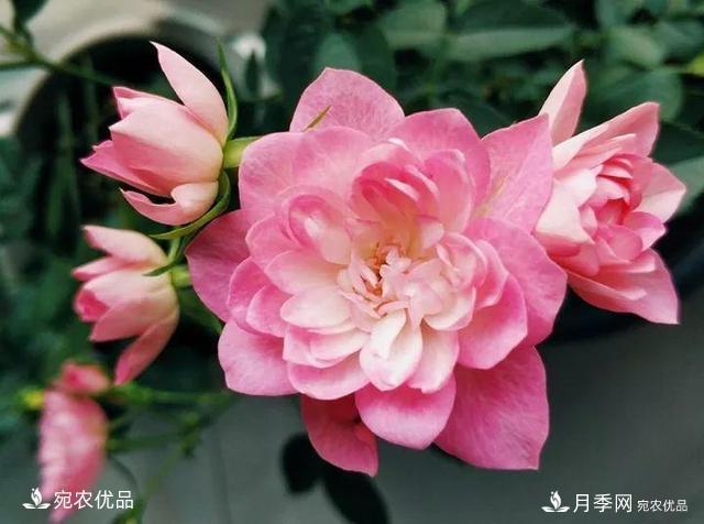 熱門(mén)50種月季花品種展示，每一種養法還不一樣快來(lái)看看！(圖20)