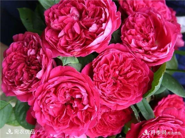 熱門(mén)50種月季花品種展示，每一種養法還不一樣快來(lái)看看！(圖16)
