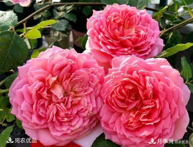熱門(mén)50種月季花品種展示，每一種養法還不一樣快來(lái)看看！(圖26)