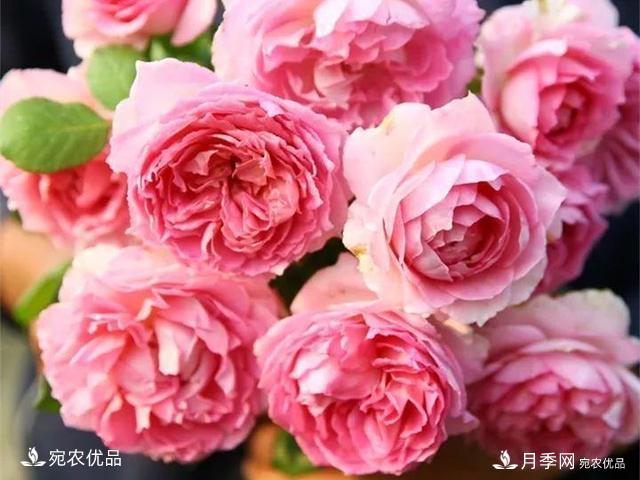 熱門(mén)50種月季花品種展示，每一種養法還不一樣快來(lái)看看！(圖27)