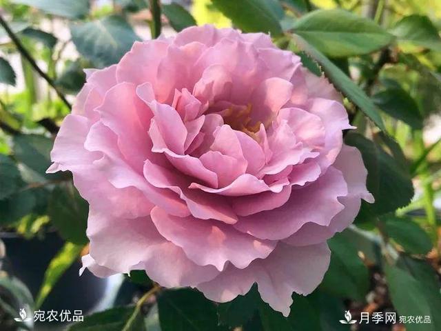 熱門(mén)50種月季花品種展示，每一種養法還不一樣快來(lái)看看！(圖32)
