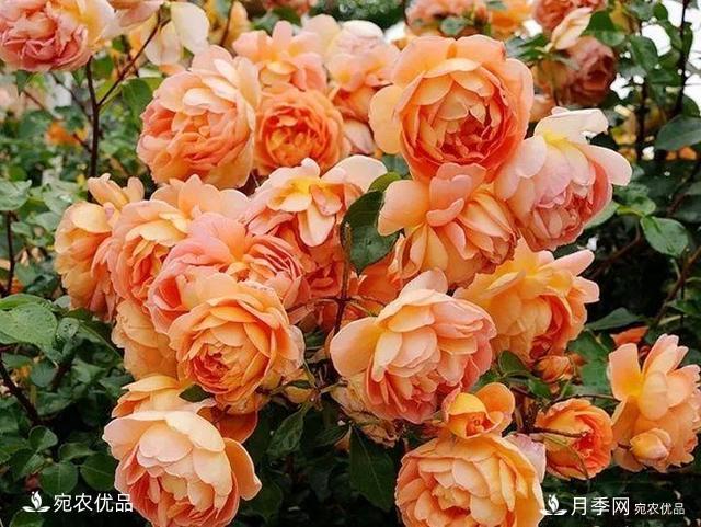 熱門(mén)50種月季花品種展示，每一種養法還不一樣快來(lái)看看！(圖24)