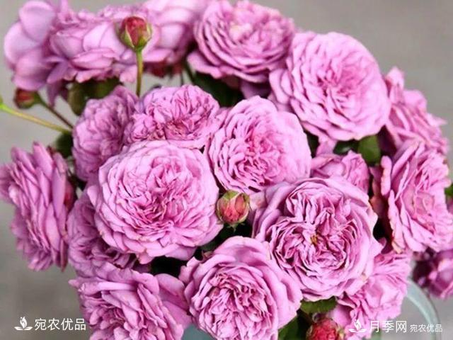 熱門(mén)50種月季花品種展示，每一種養法還不一樣快來(lái)看看！(圖31)