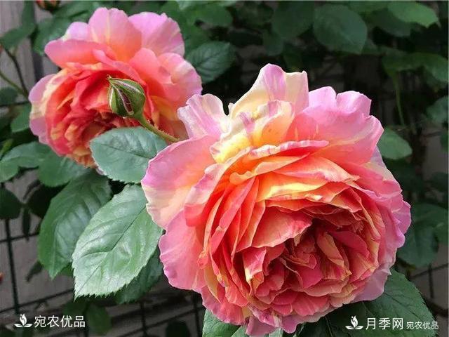 熱門(mén)50種月季花品種展示，每一種養法還不一樣快來(lái)看看！(圖28)