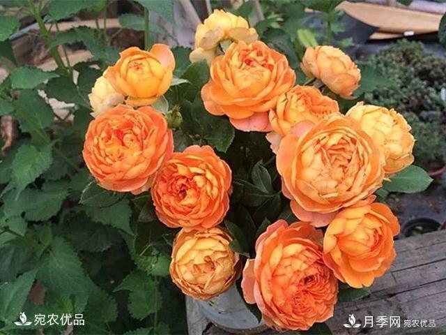 熱門(mén)50種月季花品種展示，每一種養法還不一樣快來(lái)看看！(圖36)
