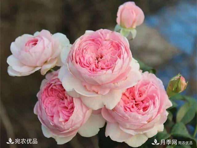 熱門(mén)50種月季花品種展示，每一種養法還不一樣快來(lái)看看！(圖37)