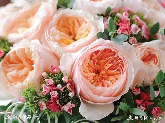 熱門(mén)50種月季花品種展示，每一種養法還不一樣快來(lái)看看！(圖34)