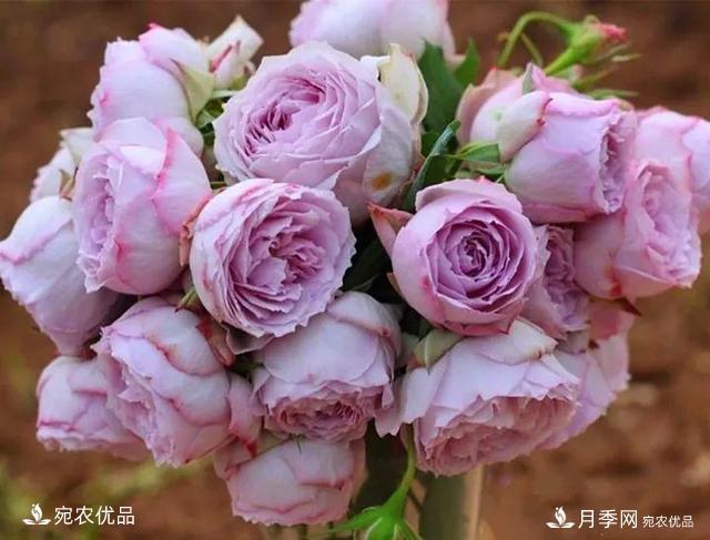 熱門(mén)50種月季花品種展示，每一種養法還不一樣快來(lái)看看！(圖35)
